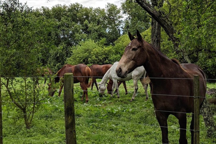 El Venado Polo School - Polo Lessons & Horse Riding in Argentina - Home